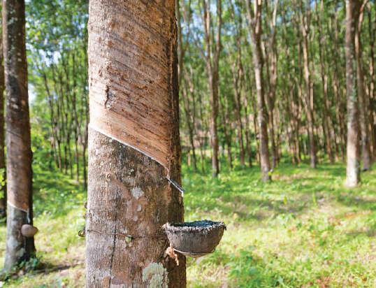 缅甸产橡胶80%出口中国