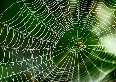 望蛛网感赋 （七绝）郑锦照