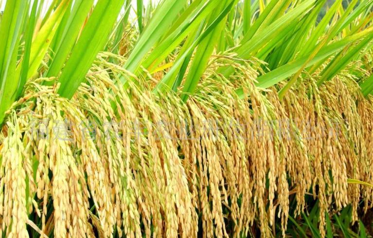 “一带一路”的带动效应 中国杂交水稻“融入”缅甸