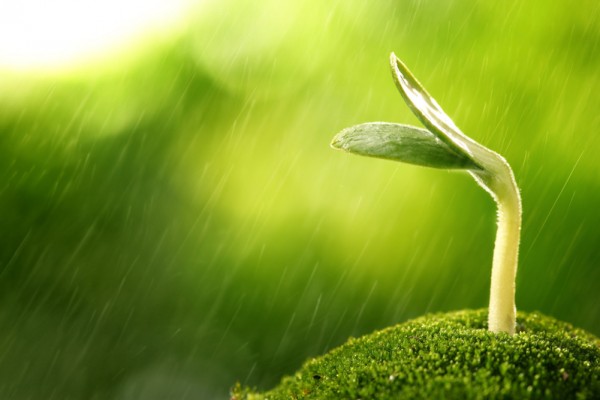 雨说（杨世慈）