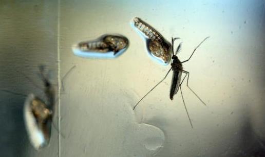 世卫组织警告称寨卡病毒可能蔓延亚太各地