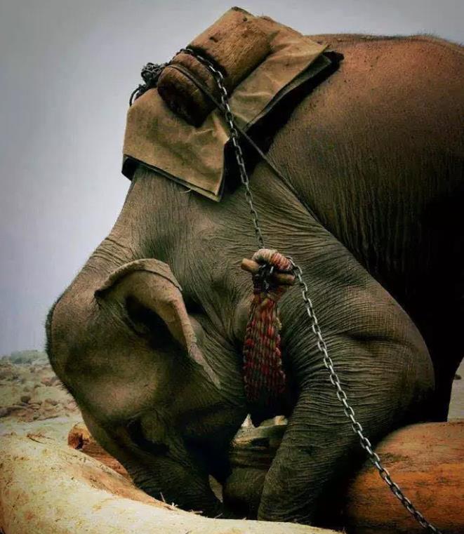 大象——湄公河流域的象奴