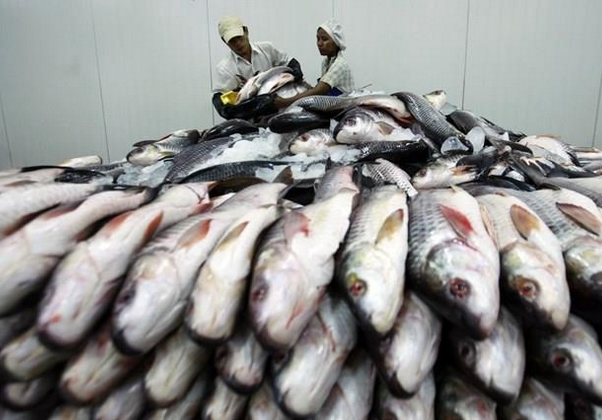 2016-17财年缅甸水产出口额比上财年同期大幅提高