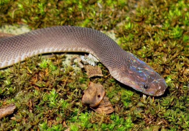 大湄公河流域发现百多新物种 但生存受威胁
