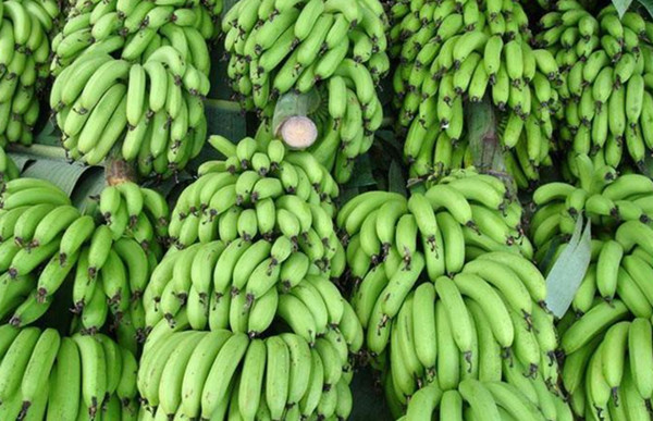缅甸香蕉价格翻倍