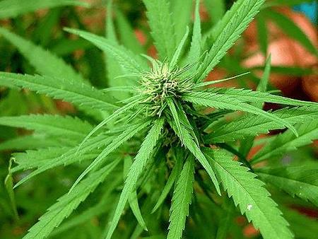 泰国六府获准 种植大麻供医疗使用