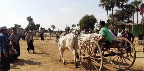 缅甸民众举办牛车竞赛，场面惊险刺激