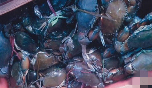 春节期间中国购买需求减少 缅甸渔业面临困境