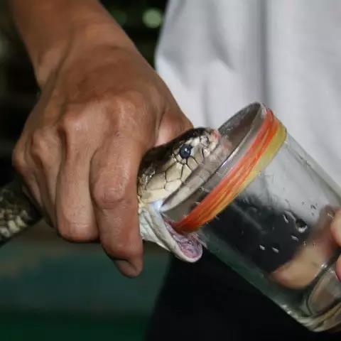 当局拟向邻国出售蛇毒血清