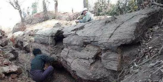 缅甸马圭省挖出有记录以来最大木化石