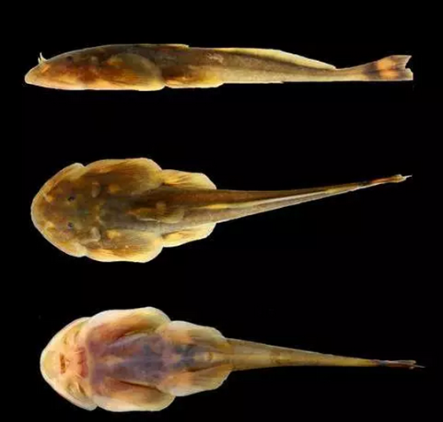 缅北又有一种新物种被发现了！这里还有多少“秘密”是你不知道的？