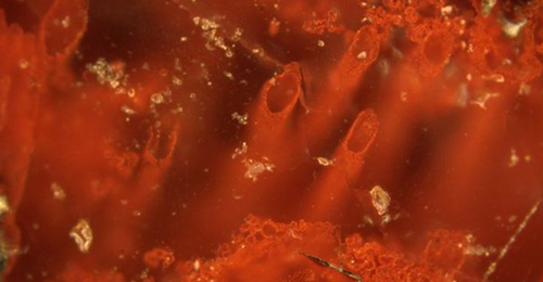 科学家发现距今约43亿年最古老微生物化石