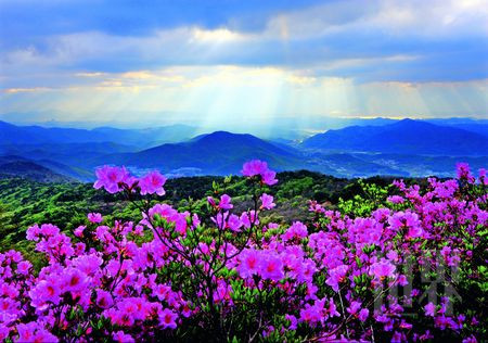 生活随笔：随着春天，百花待放-了因