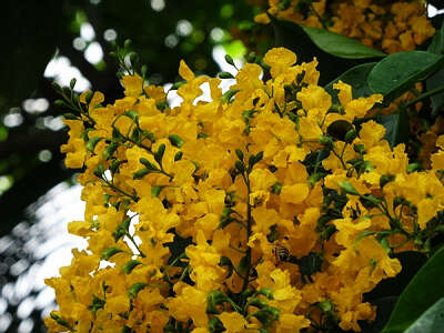 四月北斗花開黃-朱徐佳