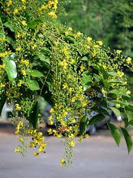 百花丛中寻“北斗”-倩兮