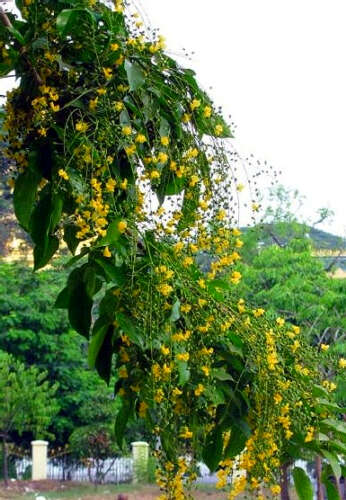 北斗串串 金黄璨璨-朱徐佳