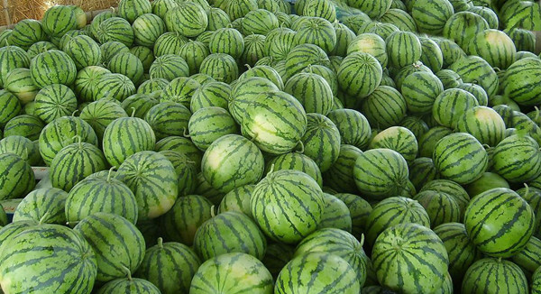 缅甸西瓜获中国GAP认证