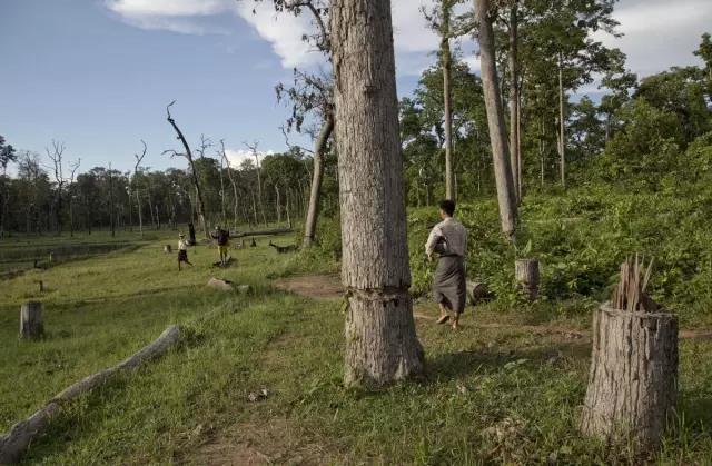 缅甸森林破坏率排名世界第三