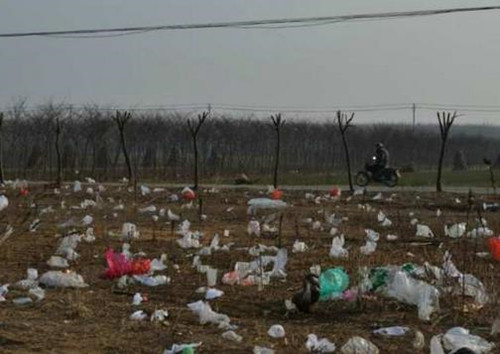 白色污染有救了？有种虫子竟能吃塑料！