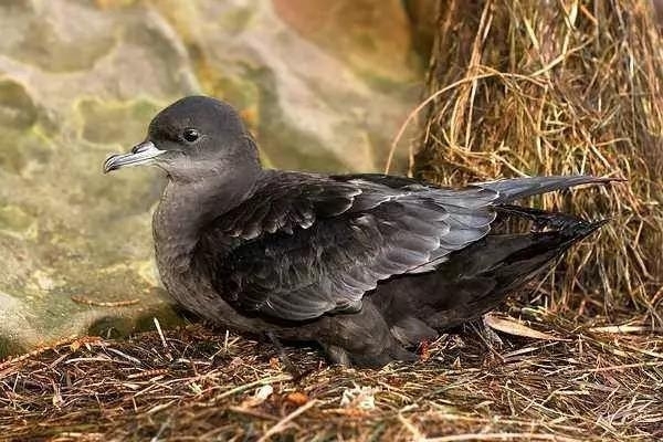 缅甸发现神奇小鸟 可潜入水下二十米捕虾