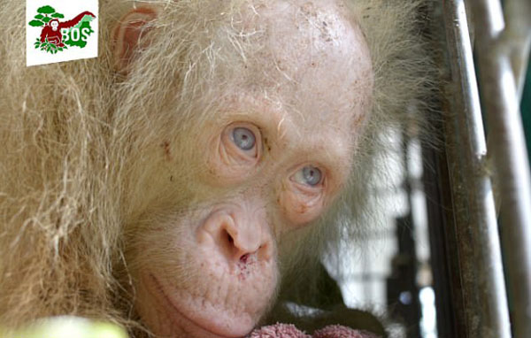 东南亚婆罗洲罕见白化猩猩被居民囚困2天后获救