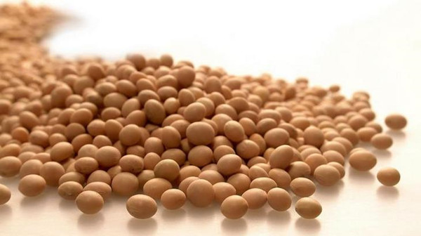 缅甸豆类产品价格跌至五年来最低价