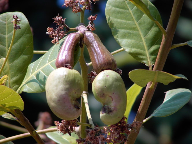 缅甸腰果市场前景看好