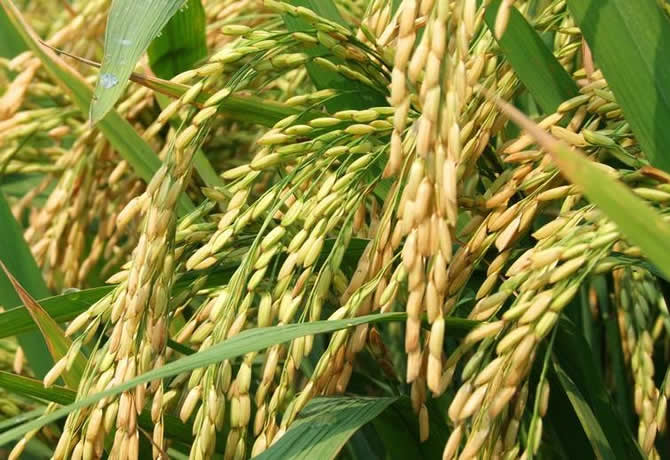 印尼改善水利系统提高水稻产量
