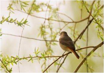 如何驾驭“语文课堂”之我见