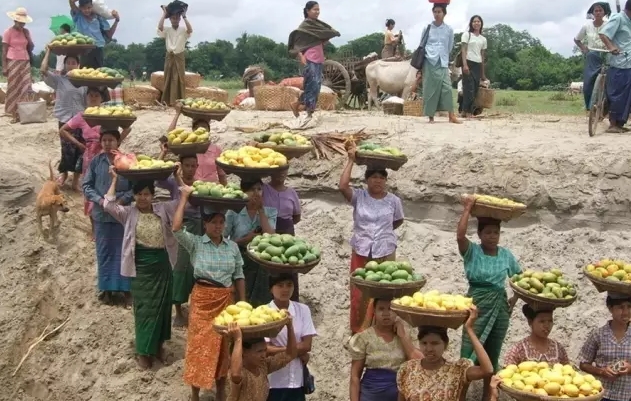 缅甸芒果大量上市 果农更青睐国内市场