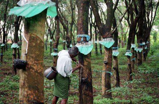 缅甸橡胶价格暴跌 因汽车制造业需求减少