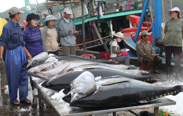 越南金枪鱼出口呈现强劲的增长势头