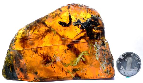 首件琥珀雏鸟标本抵沪展出 系迄今最完整的古鸟类化石