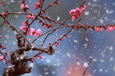 苦中含甘-晏发浩