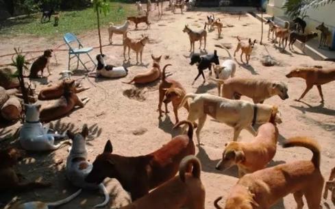 仰光10月起将在莱达雅镇区开设流浪狗收容所