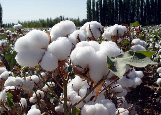 应提高棉花的种植水平以满足国内的需求