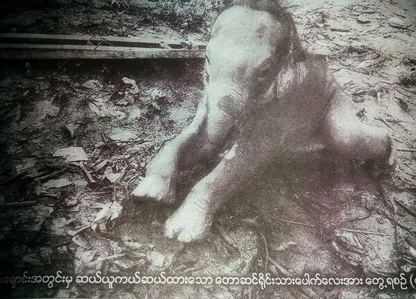 伊洛瓦底省林区救获的幼象被送往保护区抚养