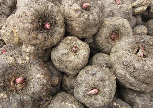 亲邦南部魔芋畅销中国和日本