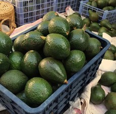 缅甸牛油果将出口中国