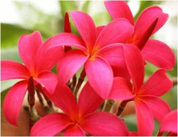 花吻——赏鸡蛋花-卓叶、周星雨