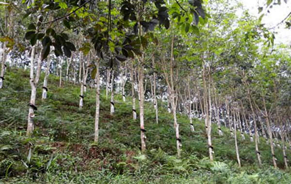 缅甸橡胶年出口量是多少？