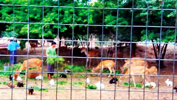 缅甸实皆省圈养金鹿已获得成功