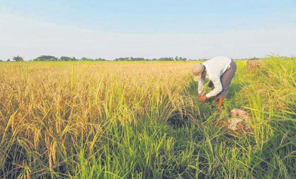 五年之内缅甸将向孟加拉国出口大米100万吨