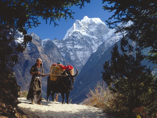 维护卡卡波亚希林区需要50名林务官