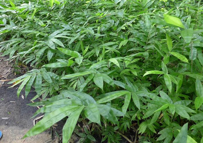 缅甸竹产业的发展潜力巨大