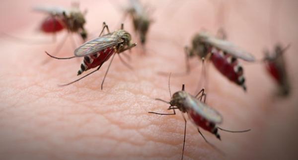 “超级疟疾”在东南亚多国蔓延，具备抗药性令主流疗法无效