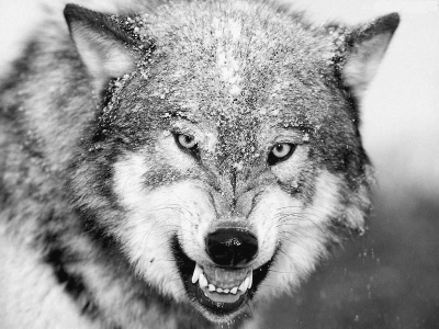 斗狼散记（散文）——刘国林