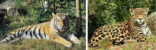 《越来越少的缅甸珍稀动物》——伍全礼