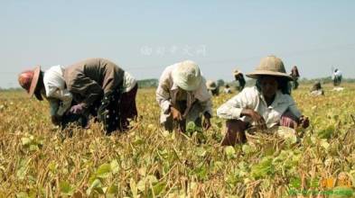 在未来的两年内印度将不用进口豆类