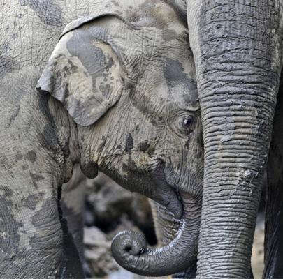 缅甸野象以一周一头的速度正在被戮杀